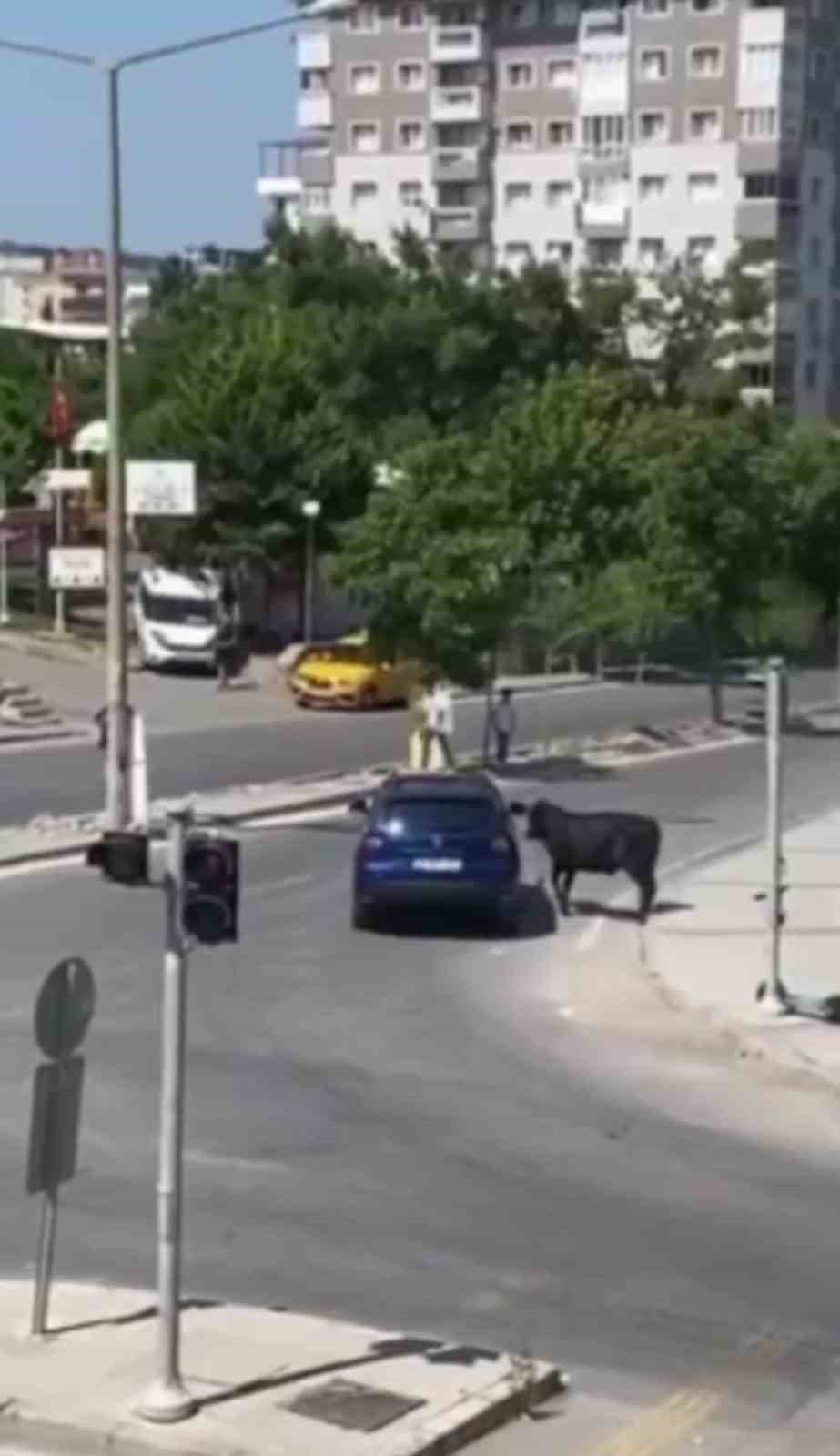 İzmir’de kurbanlık danalar kaçtı, sahipleri kovaladı