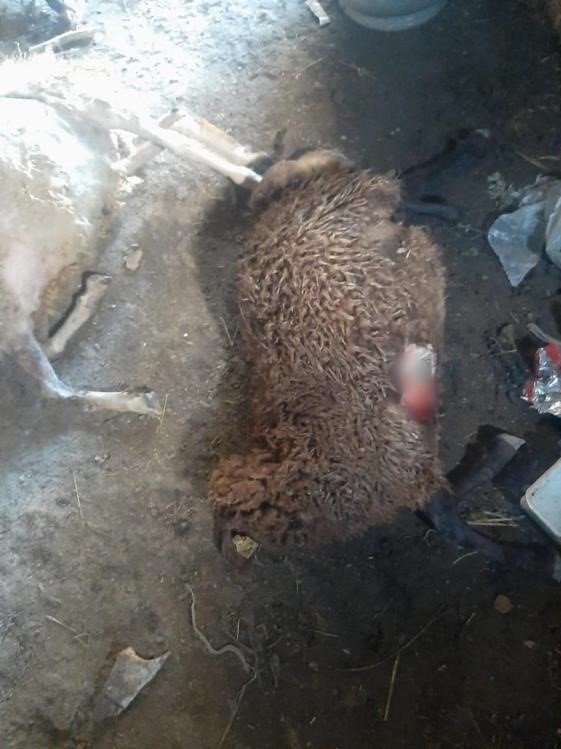 Kars’ta kurt dehşeti: Ağıldaki koyunlara kurt saldırdı, 30 koyun telef oldu