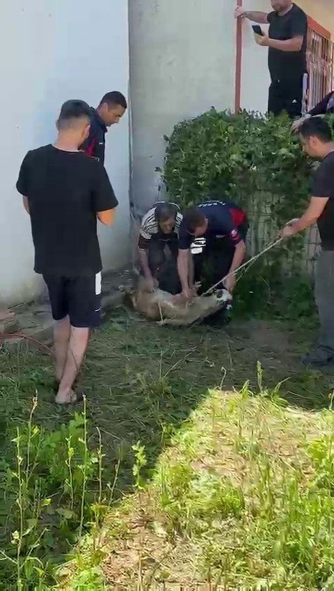 Boşluğa sıkışan koyun kurtarıldı