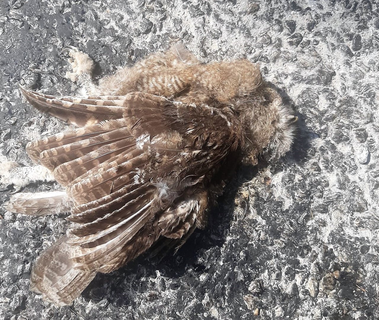 Baykuşları öldürüp yola attılar