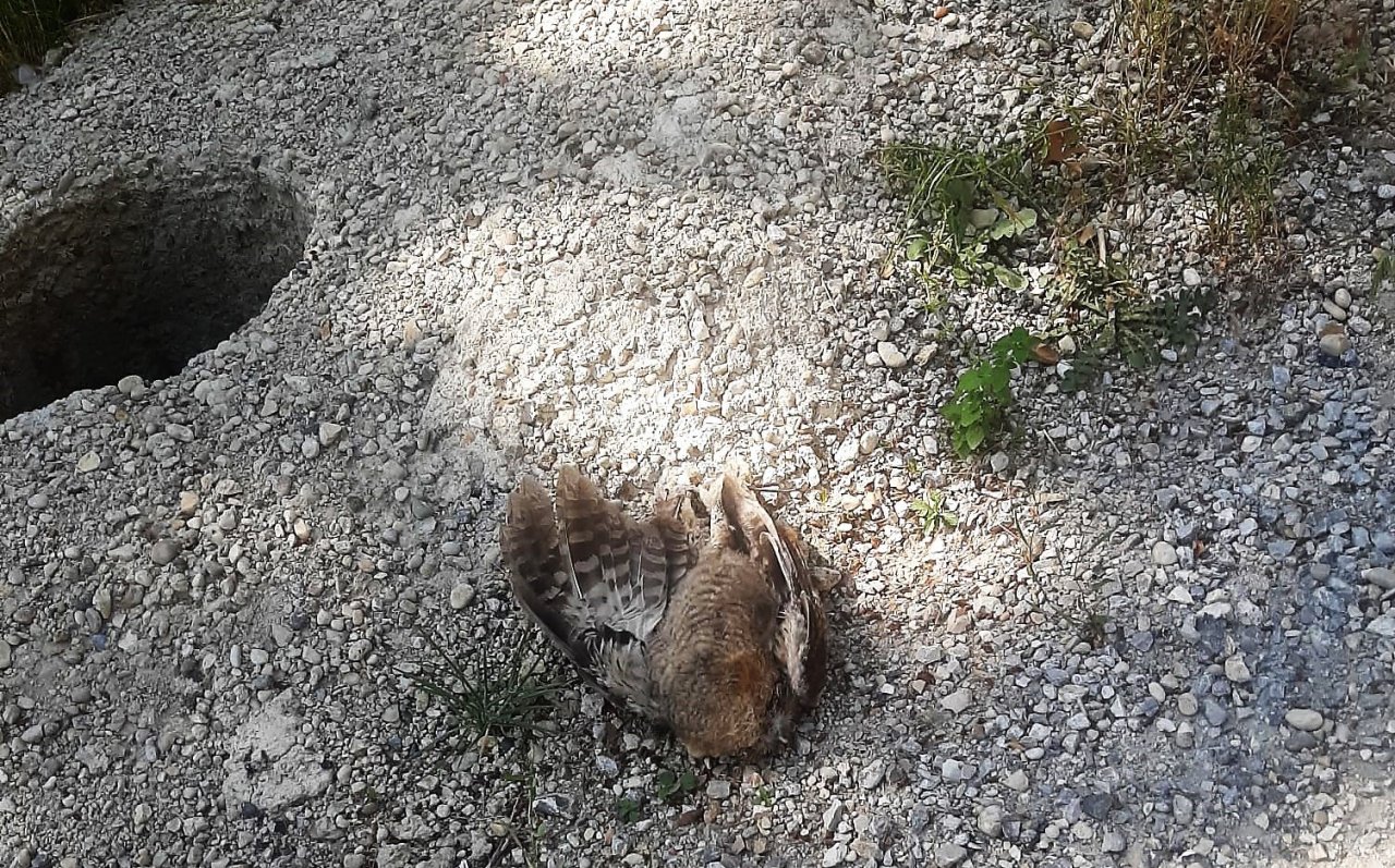 Baykuşları öldürüp yola attılar