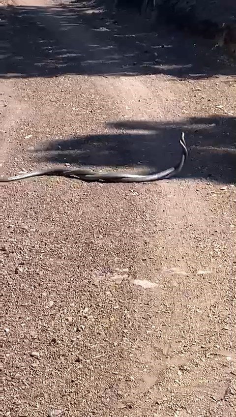 Elazığ’da yılanların dansı cep telefonu kamerasına yansıdı