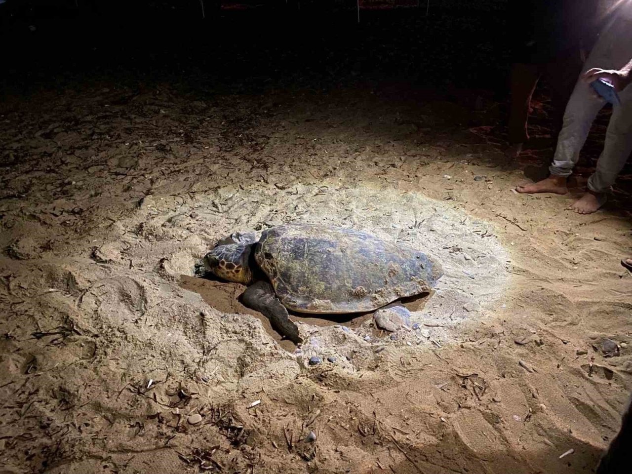 Kuşadası’nda caretta caretta yuvasına çitli koruma