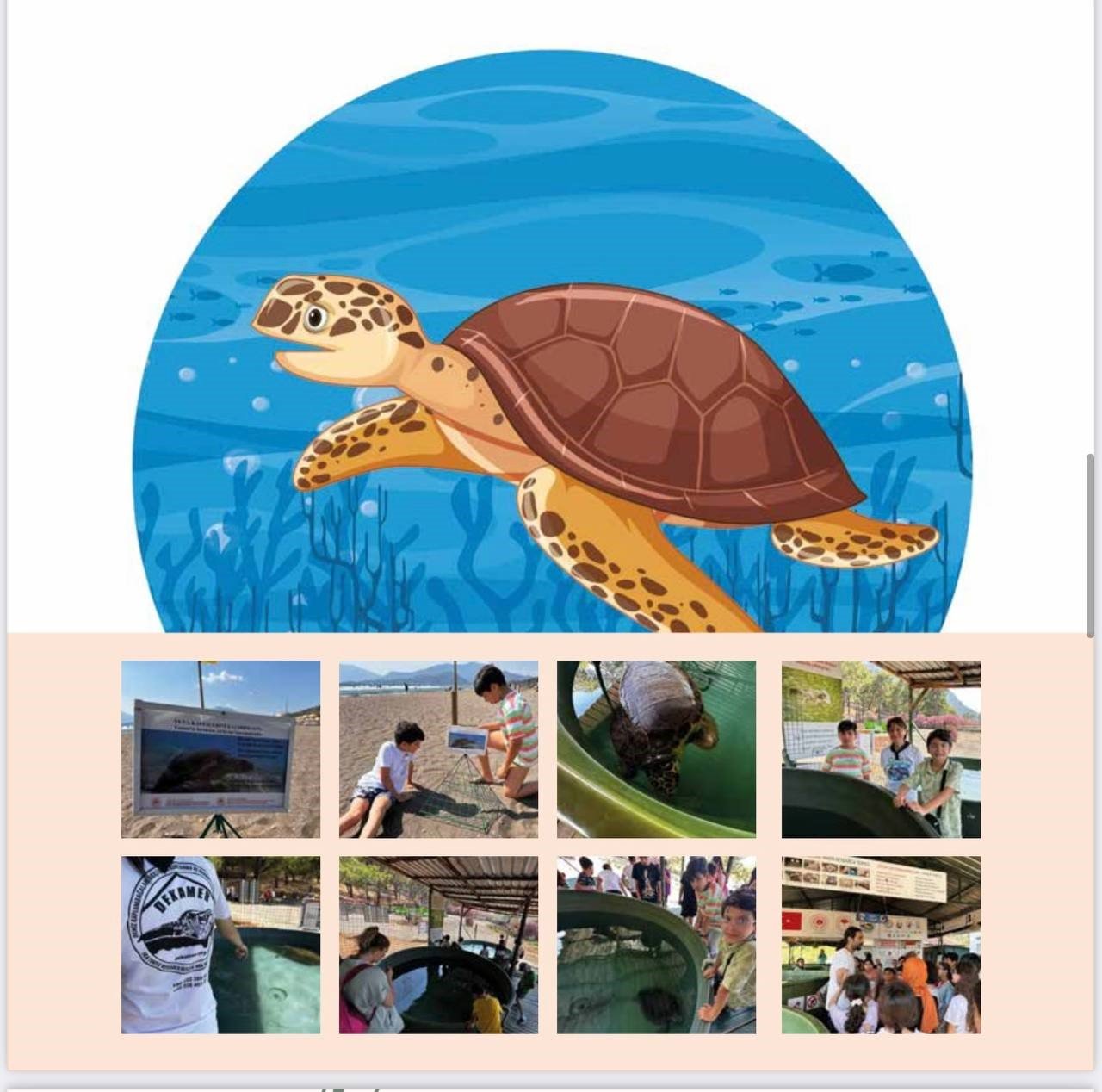 Marmarisli öğrenciler caretta kaplumbağaları için dijital kitap yazdılar