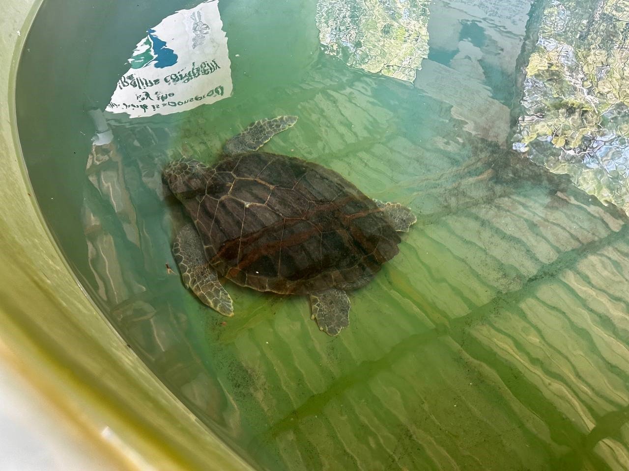 Marmarisli öğrenciler caretta kaplumbağaları için dijital kitap yazdılar