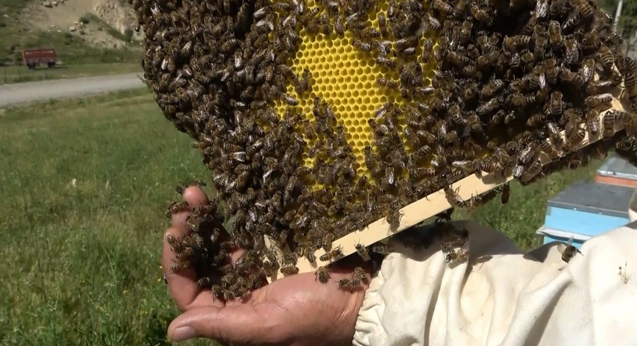 Arıcılıkta oğul toplama dönemi başladı