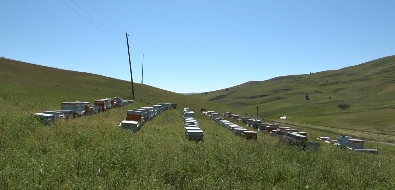 Arıcılıkta oğul toplama dönemi başladı