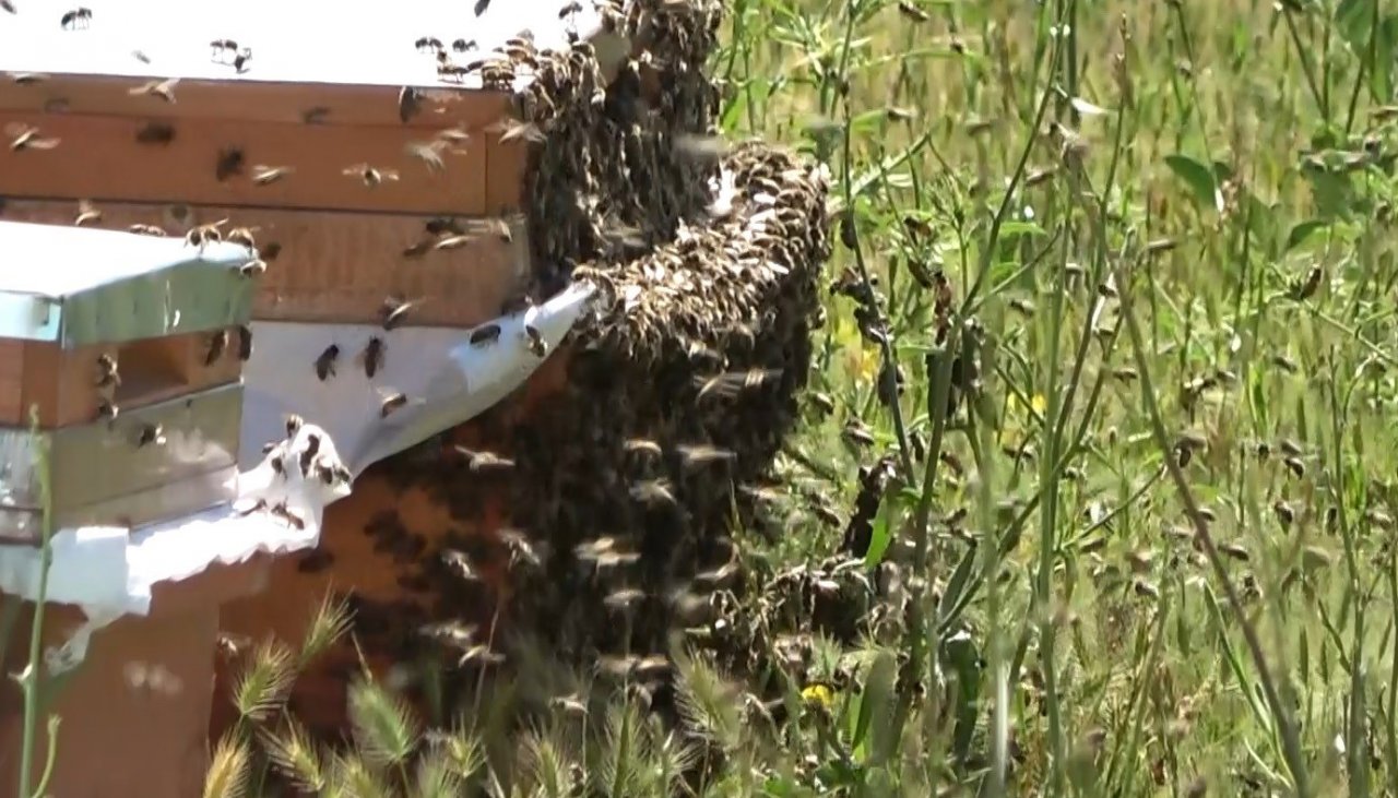 Arıcılıkta oğul toplama dönemi başladı