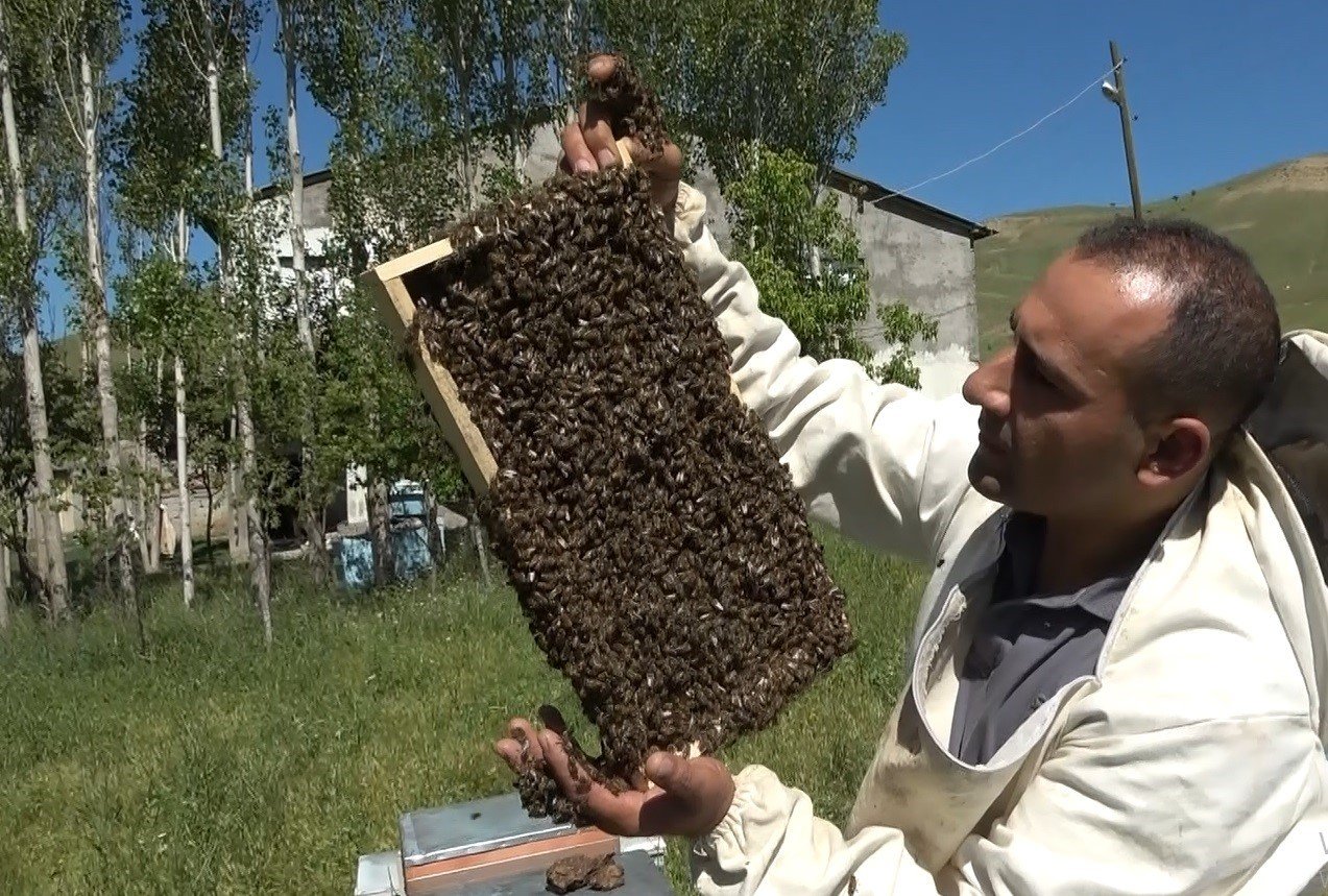 Arıcılıkta oğul toplama dönemi başladı