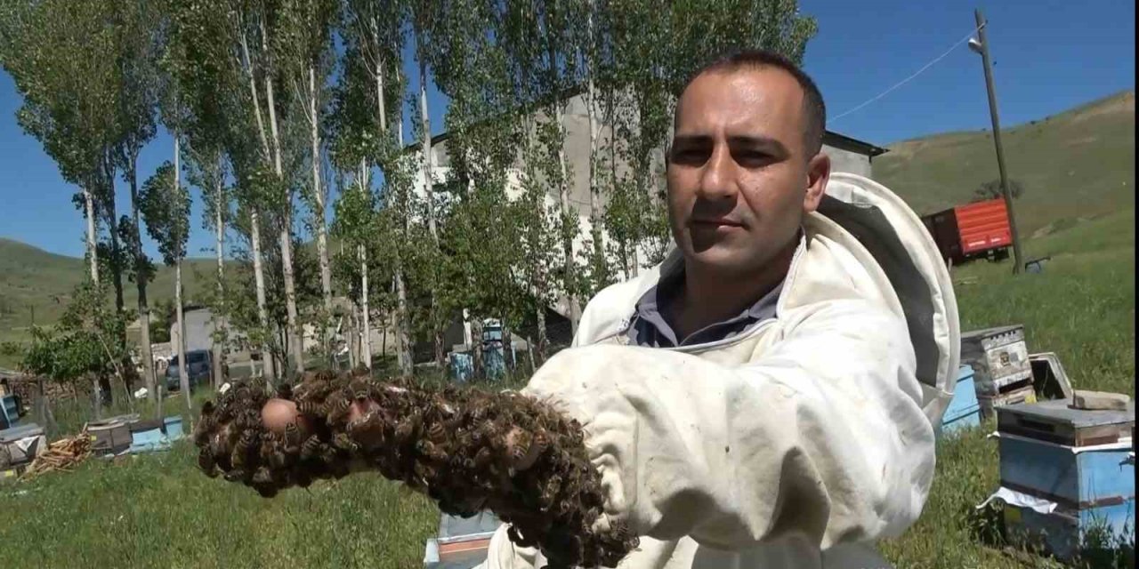 Arıcılıkta oğul toplama dönemi başladı