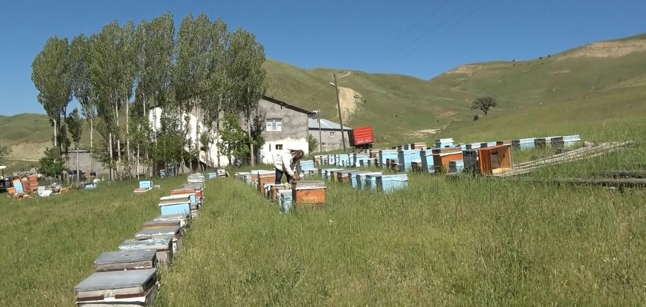 Arıcılıkta oğul toplama dönemi başladı