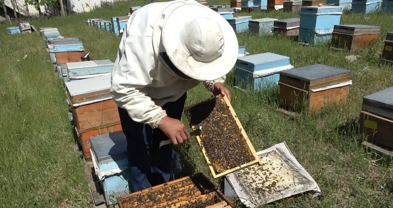 Arıcılıkta oğul toplama dönemi başladı