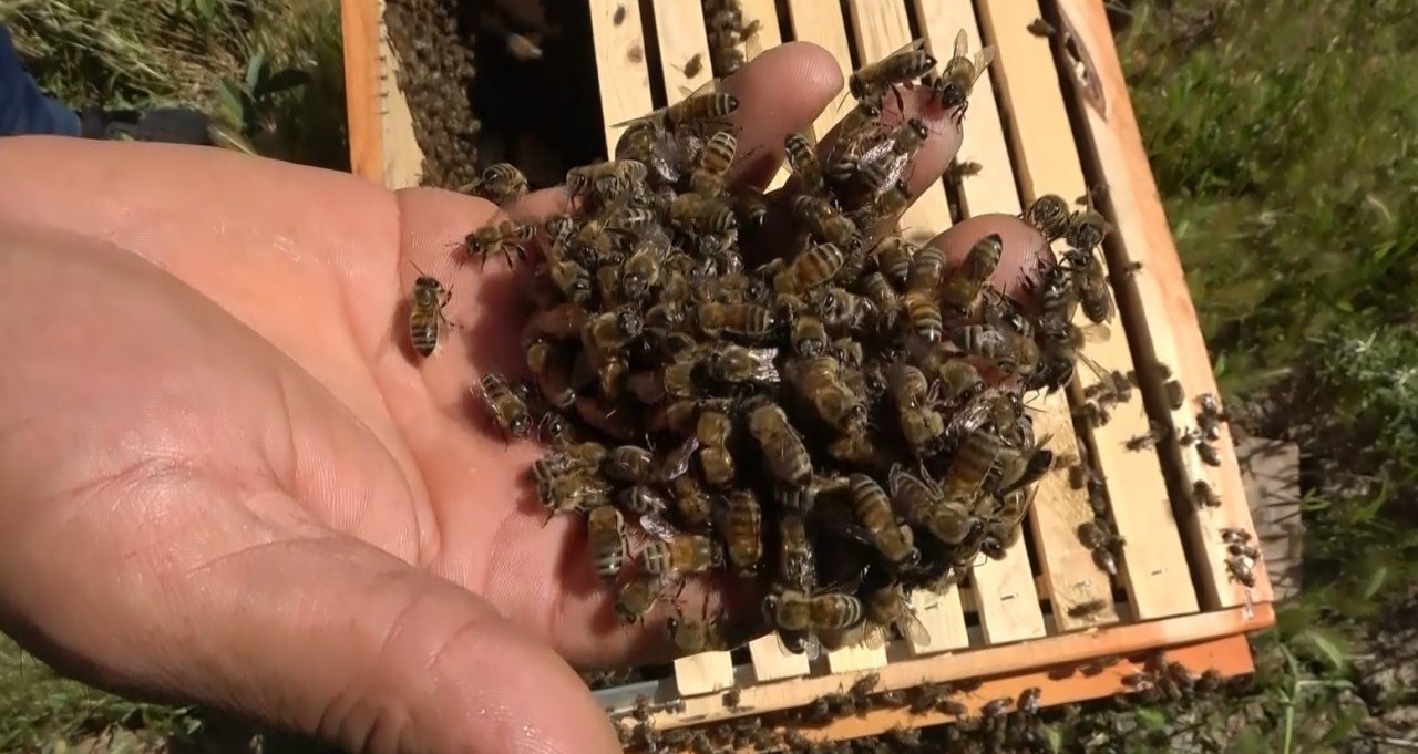 Arıcılıkta oğul toplama dönemi başladı