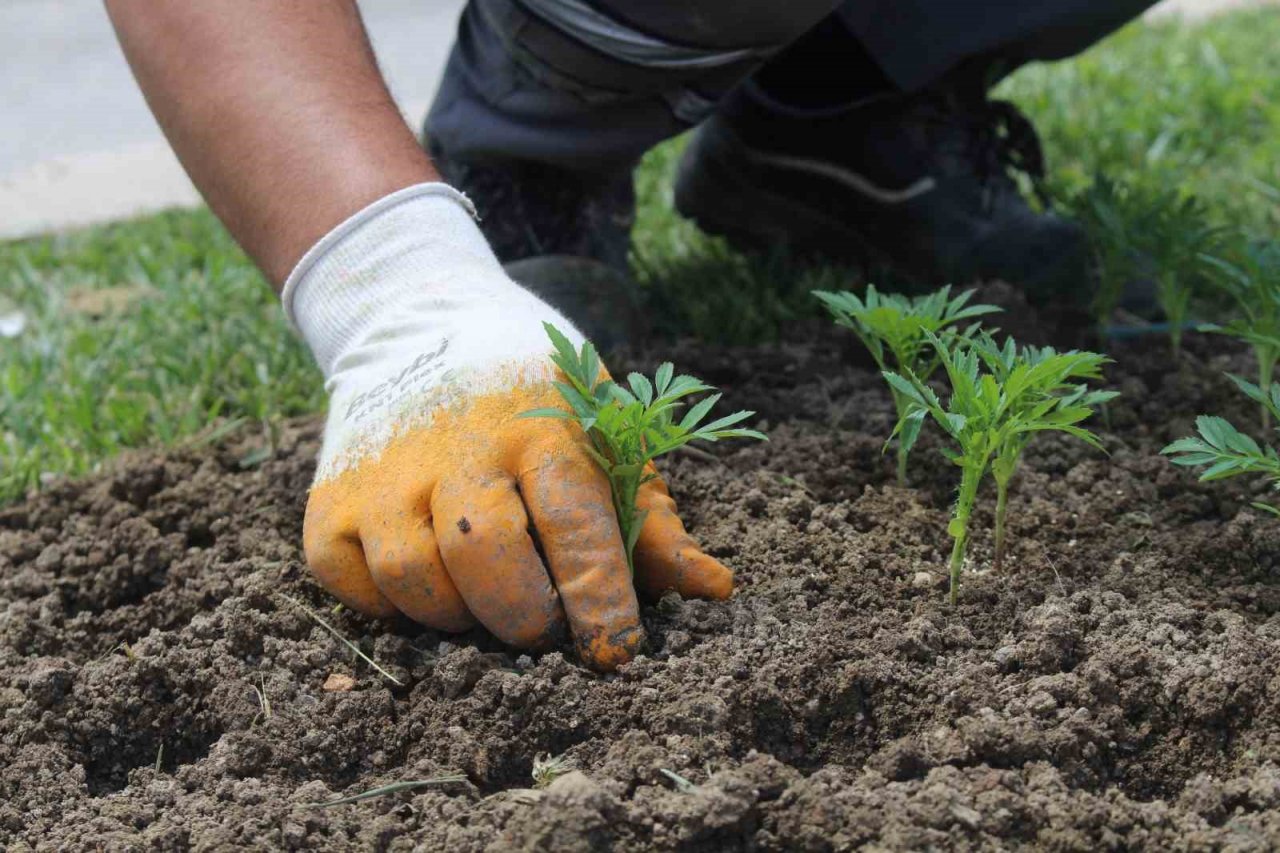 Büyükşehirden Korkuteli’de çiçek dikimi