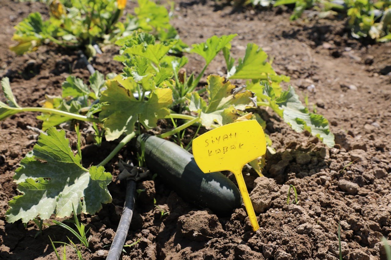 Edremit Belediyesi’nin ata tohumu projesi büyüyor