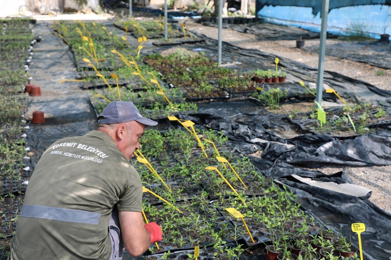 Edremit Belediyesi’nin ata tohumu projesi büyüyor