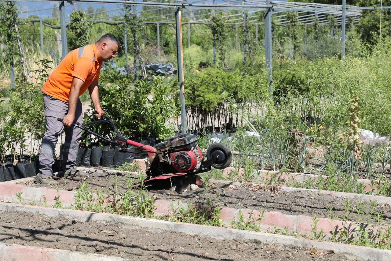 Edremit Belediyesi’nin ata tohumu projesi büyüyor