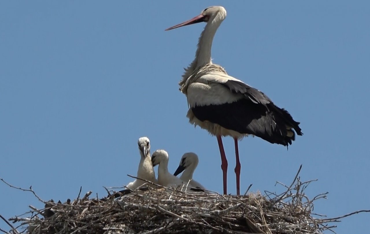 Muş Ovası’nda konaklayan leylekler büyük göçe hazırlanıyor