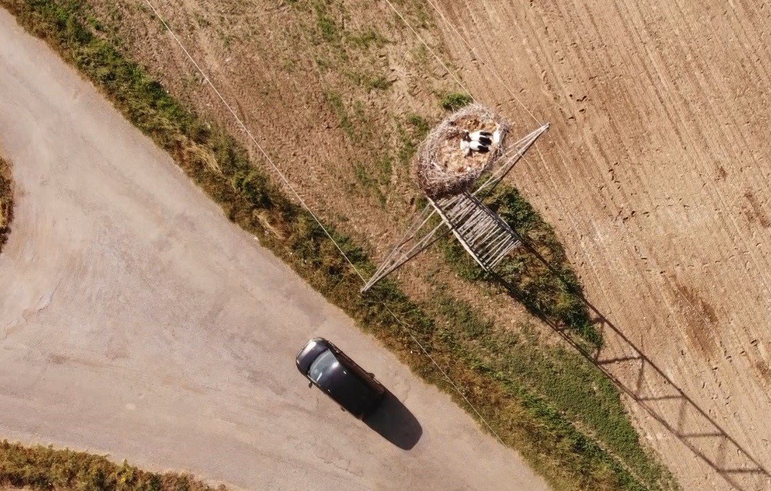 Muş Ovası’nda konaklayan leylekler büyük göçe hazırlanıyor