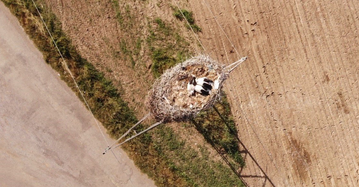 Muş Ovası’nda konaklayan leylekler büyük göçe hazırlanıyor