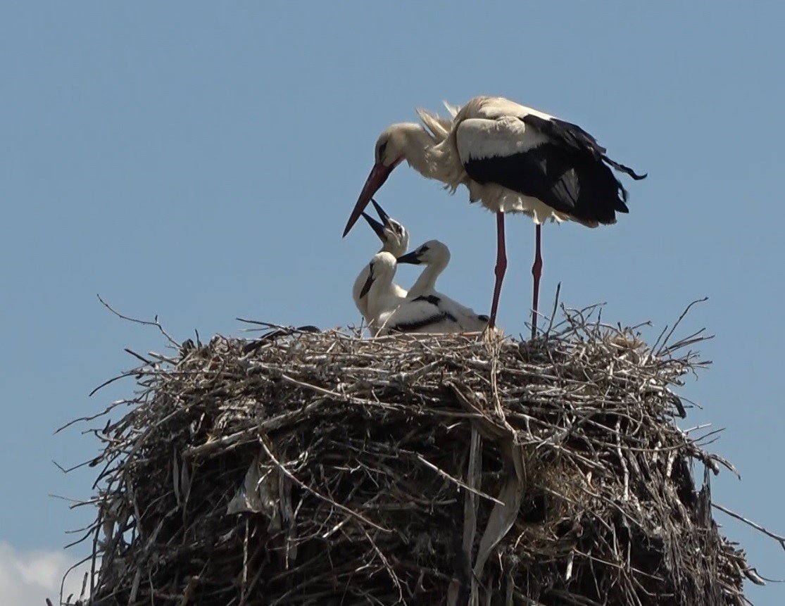 Muş Ovası’nda konaklayan leylekler büyük göçe hazırlanıyor