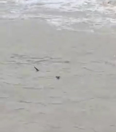 Nesli tehlike altında olan su samuru, Kastamonu’da görüldü