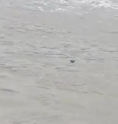 Nesli tehlike altında olan su samuru, Kastamonu’da görüldü