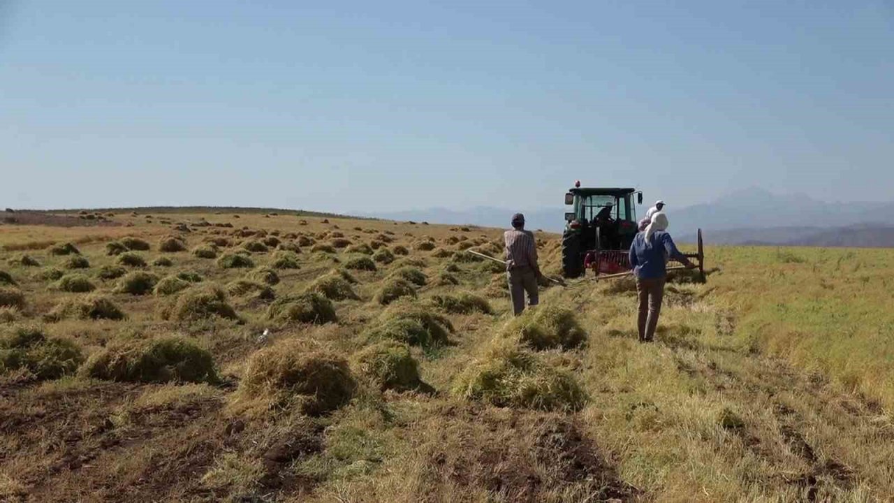Siirt’te bayramda da hasat sürüyor