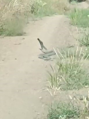 Yılanların çiftleşme dansı, kamerada