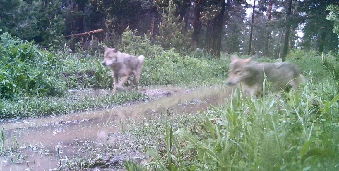 Artvin’de ormanda kurt sürüsü görüntülendi