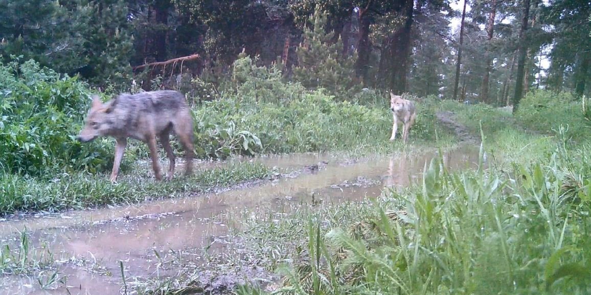 Artvin’de ormanda kurt sürüsü görüntülendi
