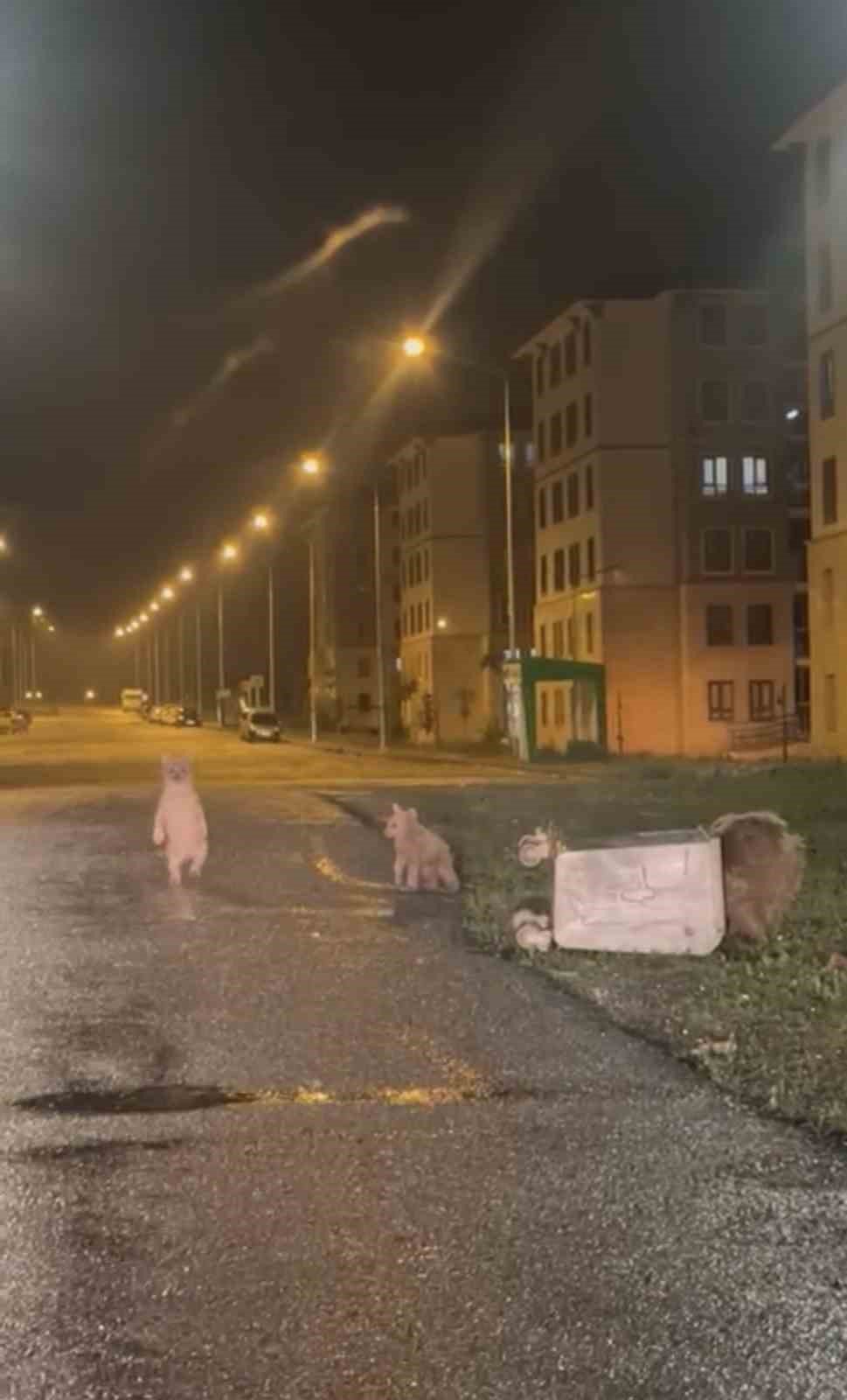 İlçe merkezine inen anne ayı ile 2 yavrusu kamerayla yakalandı