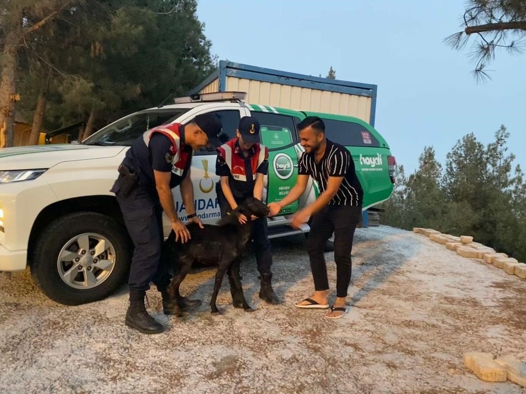 Kilis’te kaybolan keçiyi Jandarma buldu