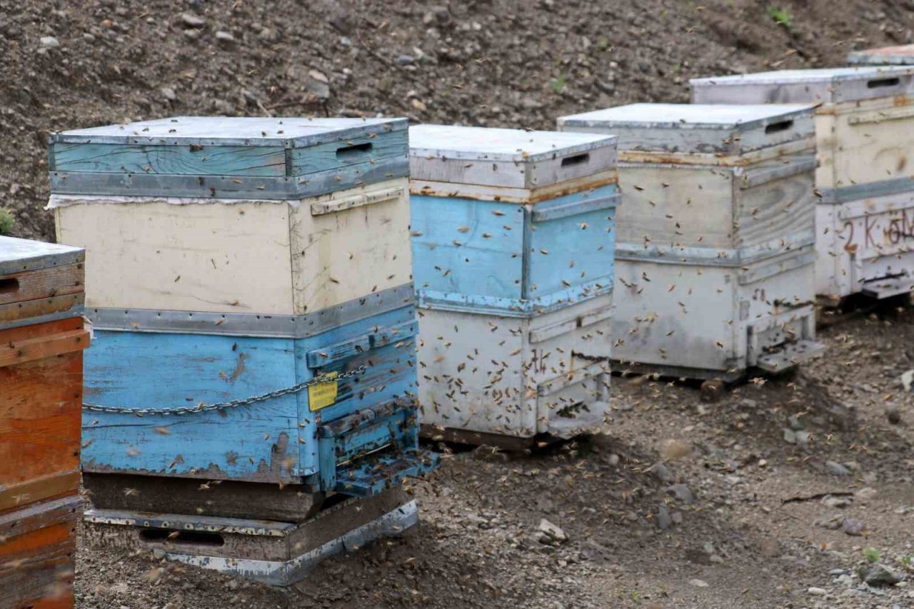 Tescilli Zara Balı’nda rekoltede düşüş bekleniyor