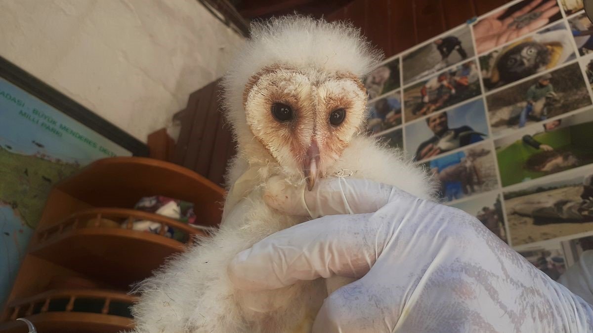 Yaralı halde bulunan peçeli baykuşlar, doğaya salınacağı günü bekliyor