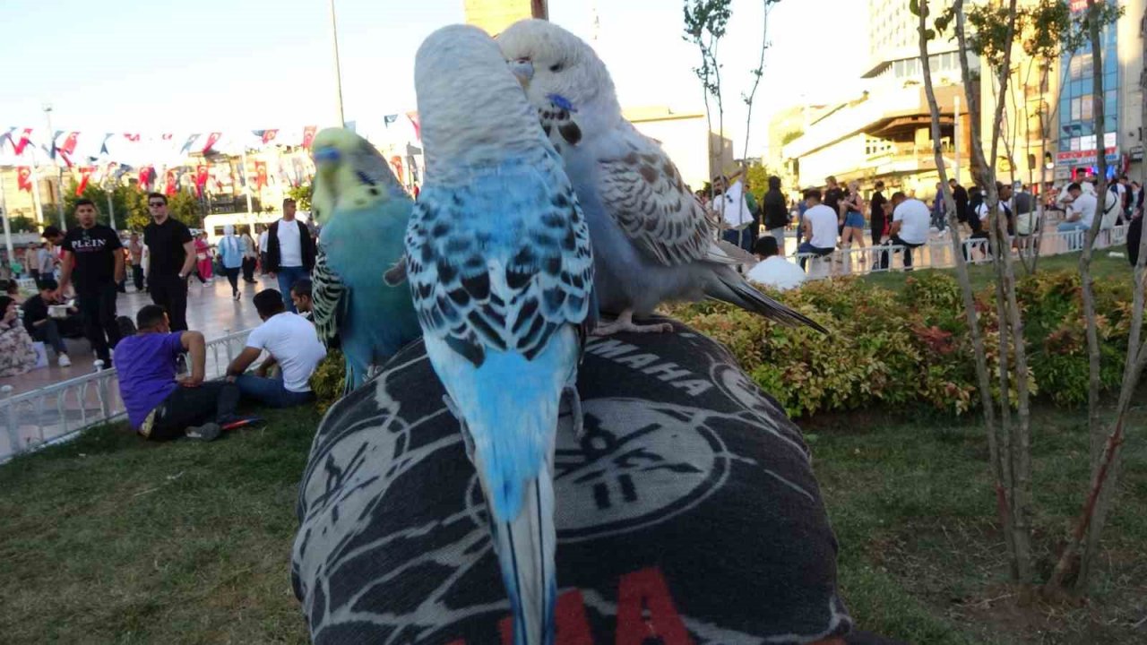 Başında gezdirdiği 3 muhabbet kuşuyla Taksim’de ilgi odağı oldu