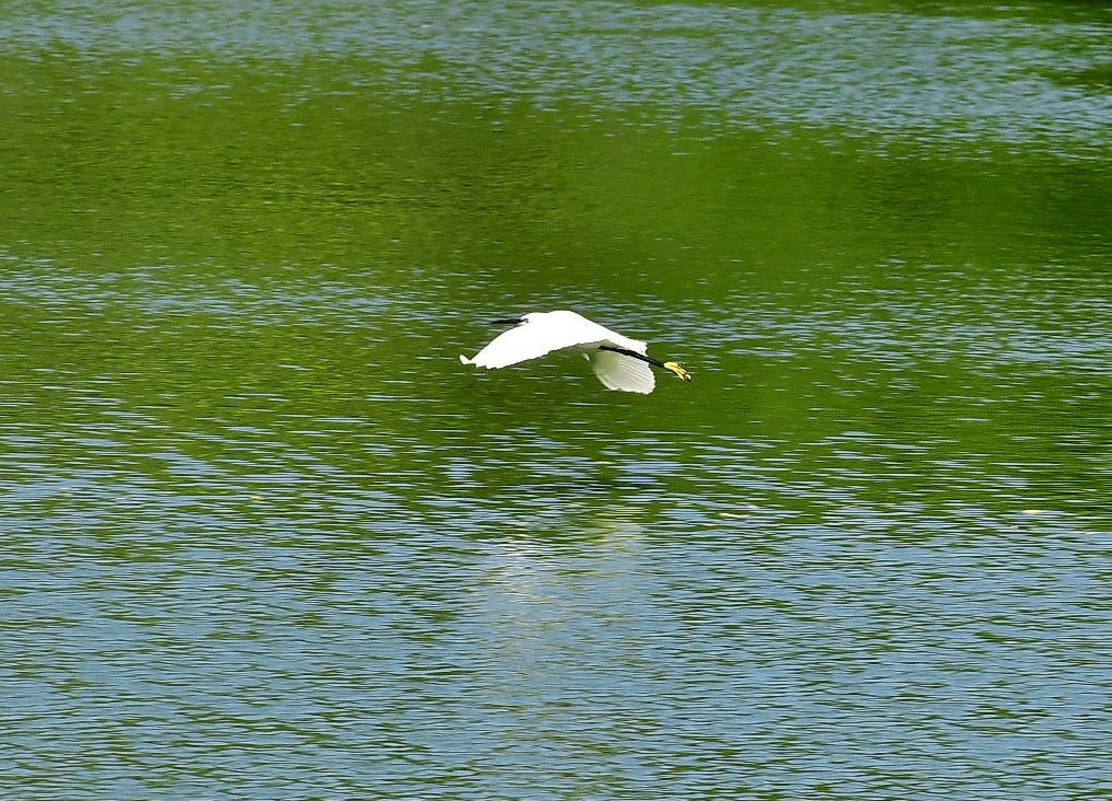 İzmir Doğal Yaşam Parkı’nın göçmen kuşları