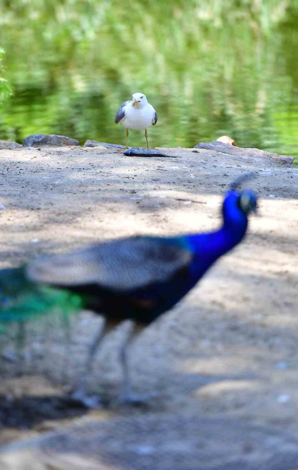 İzmir Doğal Yaşam Parkı’nın göçmen kuşları
