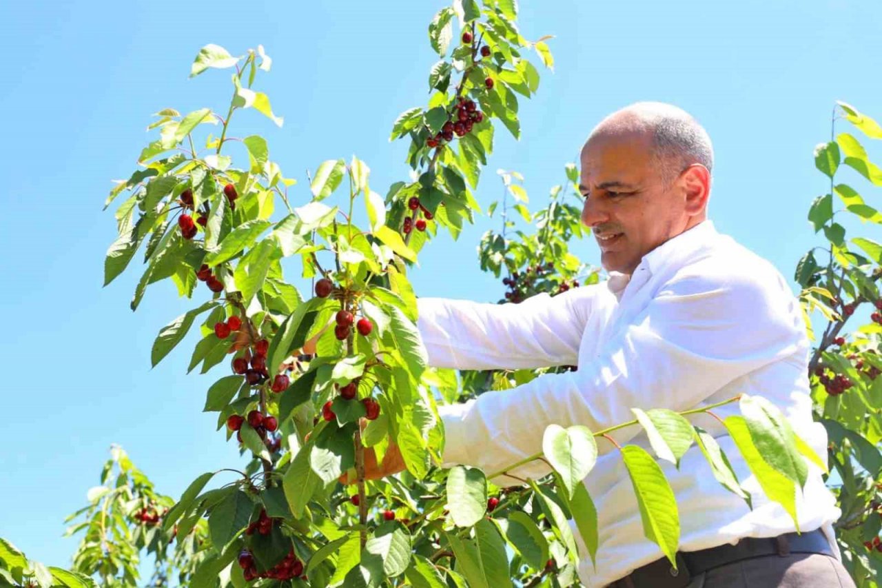 Başkan Söğüt: "Kiraz yetiştiricilerine desteğimiz sürecek"