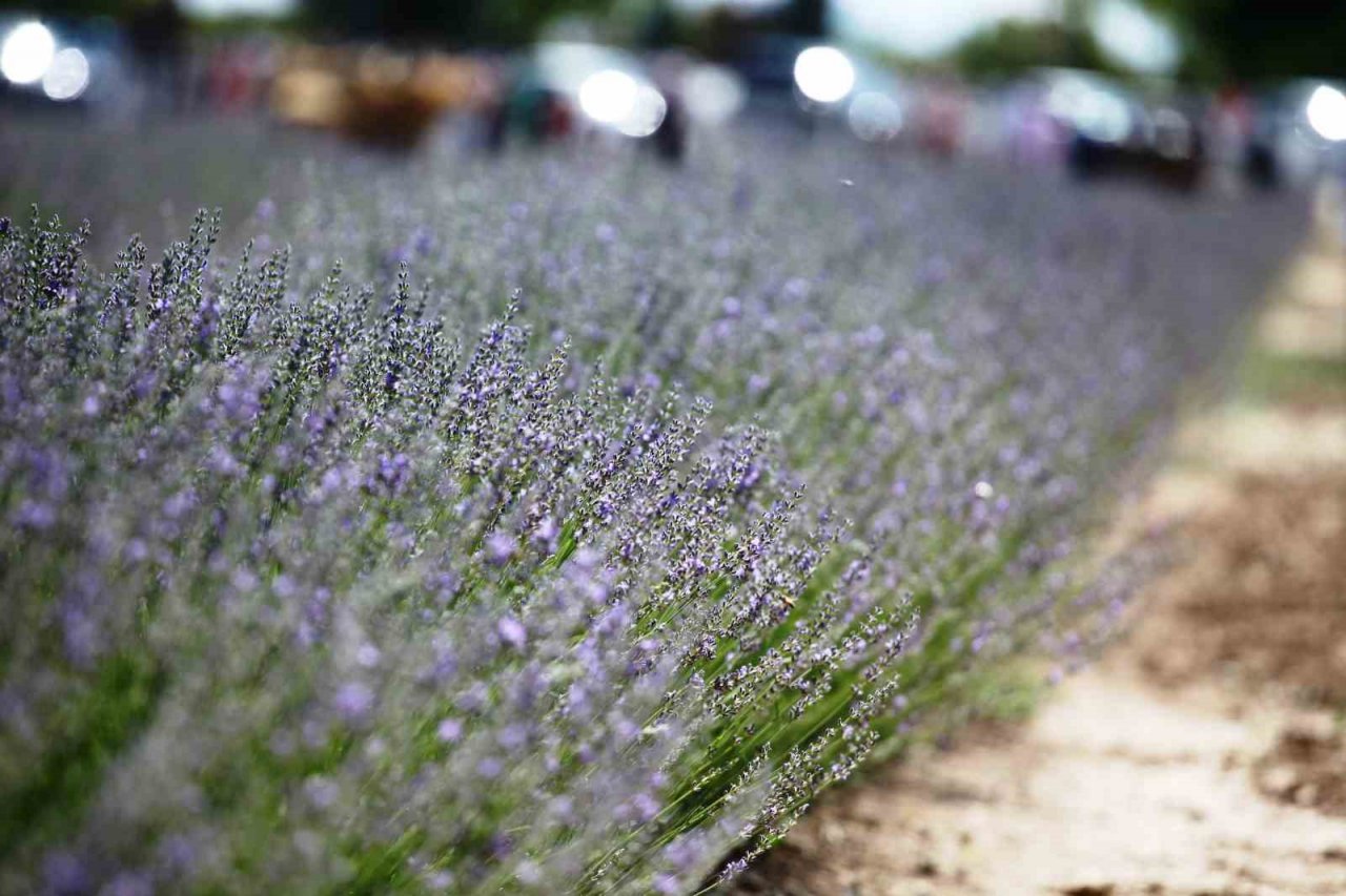 Karatay Lavanta Bahçesi kapılarını ziyaretçilerine açtı