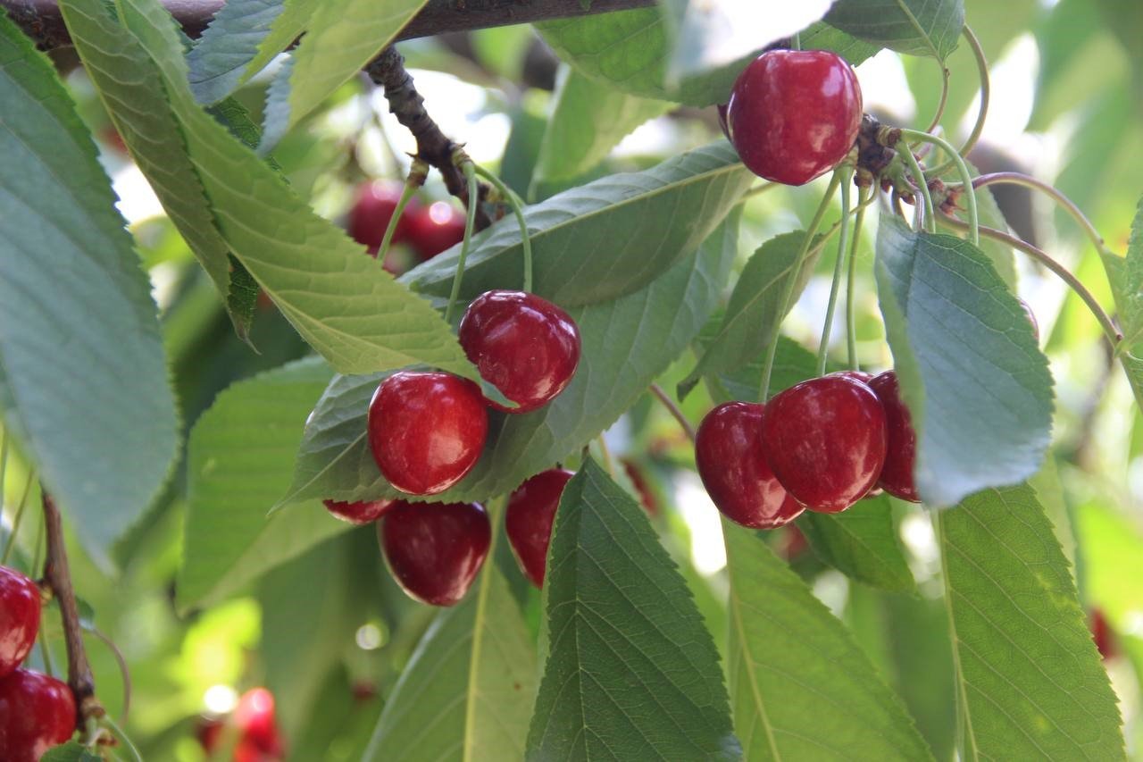 Üreticiler ile tüccarlar fiyatta anlaşamazsa kiraz dalında kalacak