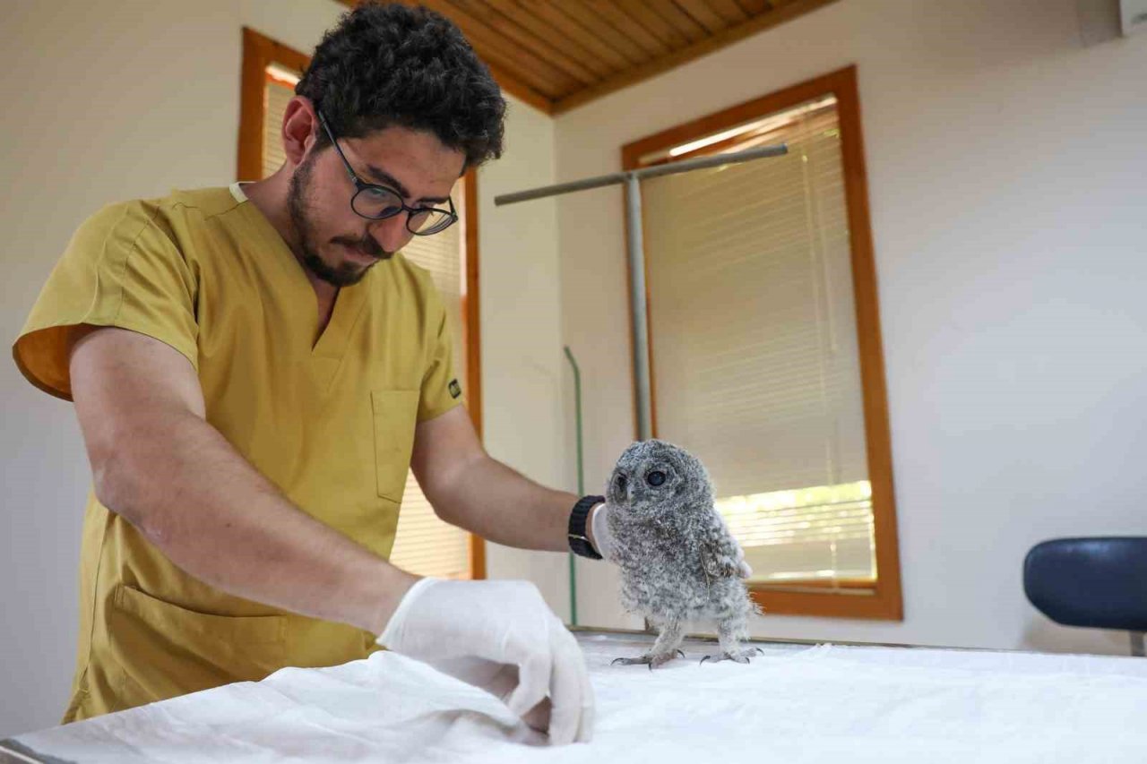 Antalya Doğal Yaşam Parkı’nda 3 özel misafir