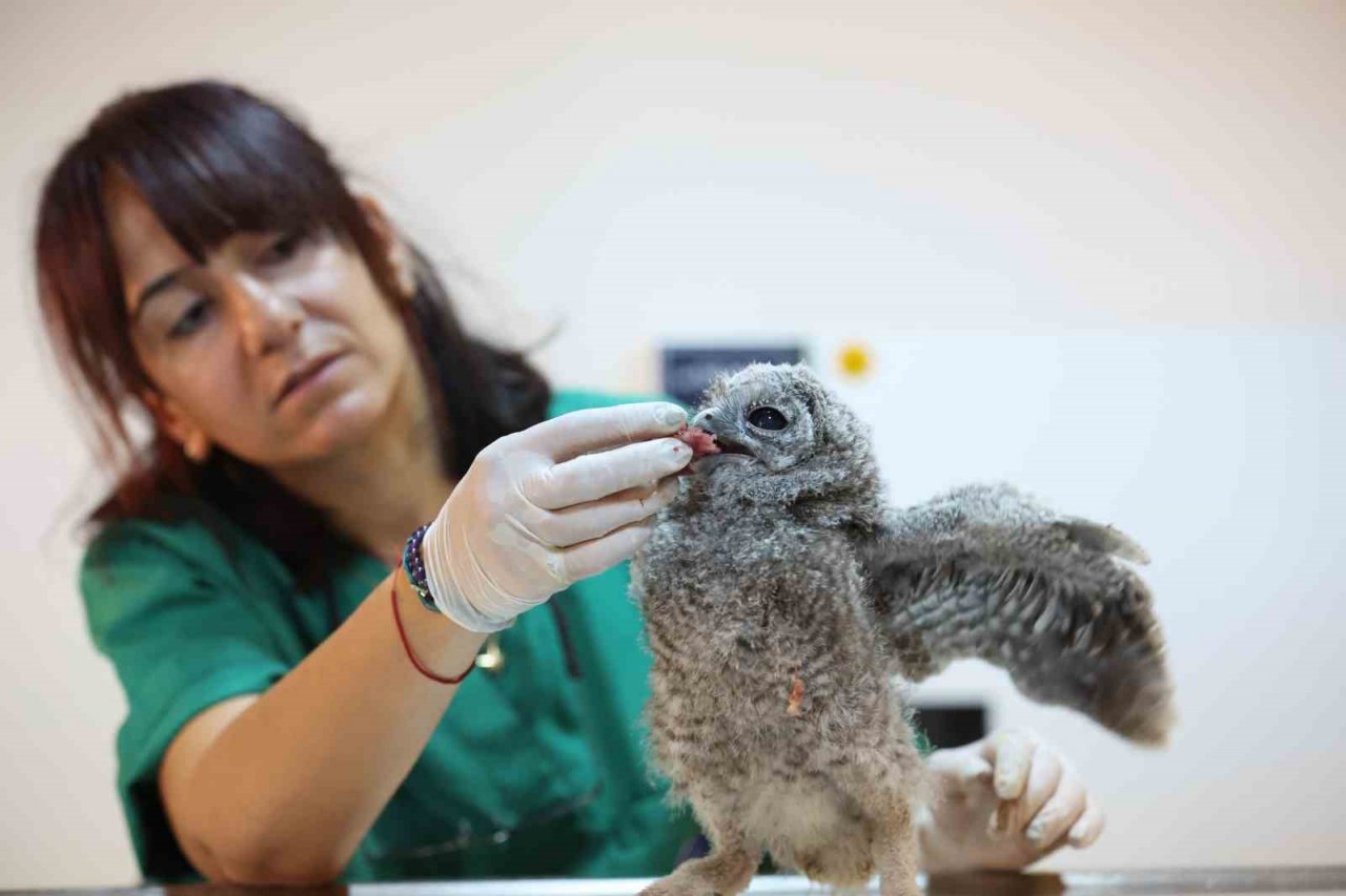 Antalya Doğal Yaşam Parkı’nda 3 özel misafir