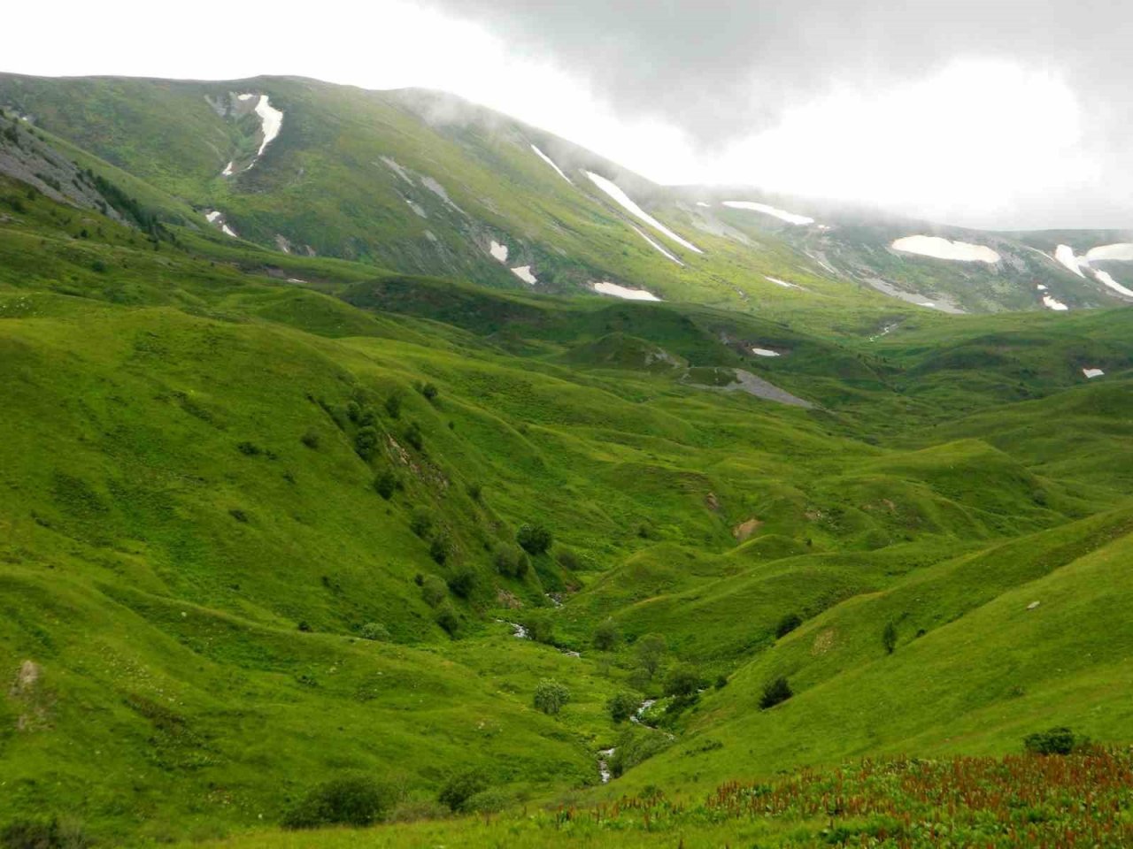 Posof’ta hayvan girişleri yasaklandı