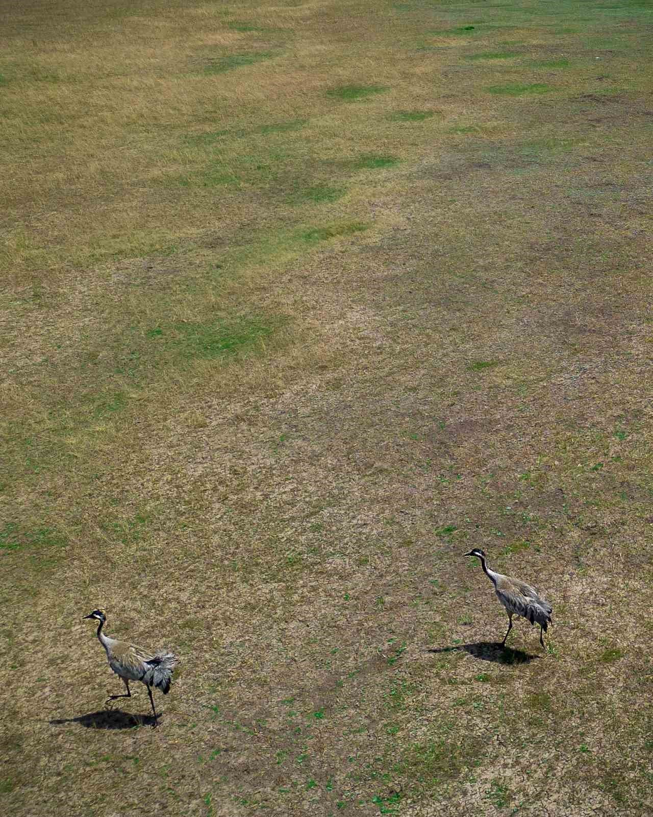 Bingöl’de koruma altındaki turnalar görüntülendi