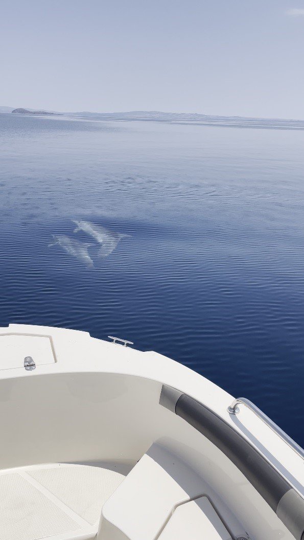 Saros Körfezi’nde yunuslar balıkçı teknesiyle yarıştı