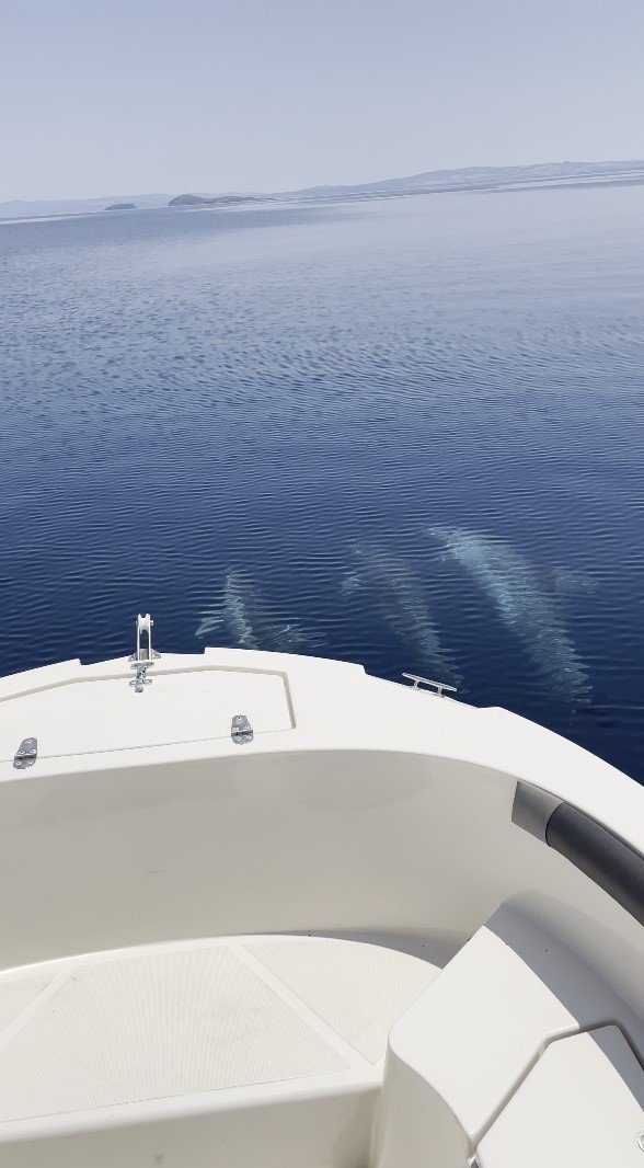 Saros Körfezi’nde yunuslar balıkçı teknesiyle yarıştı