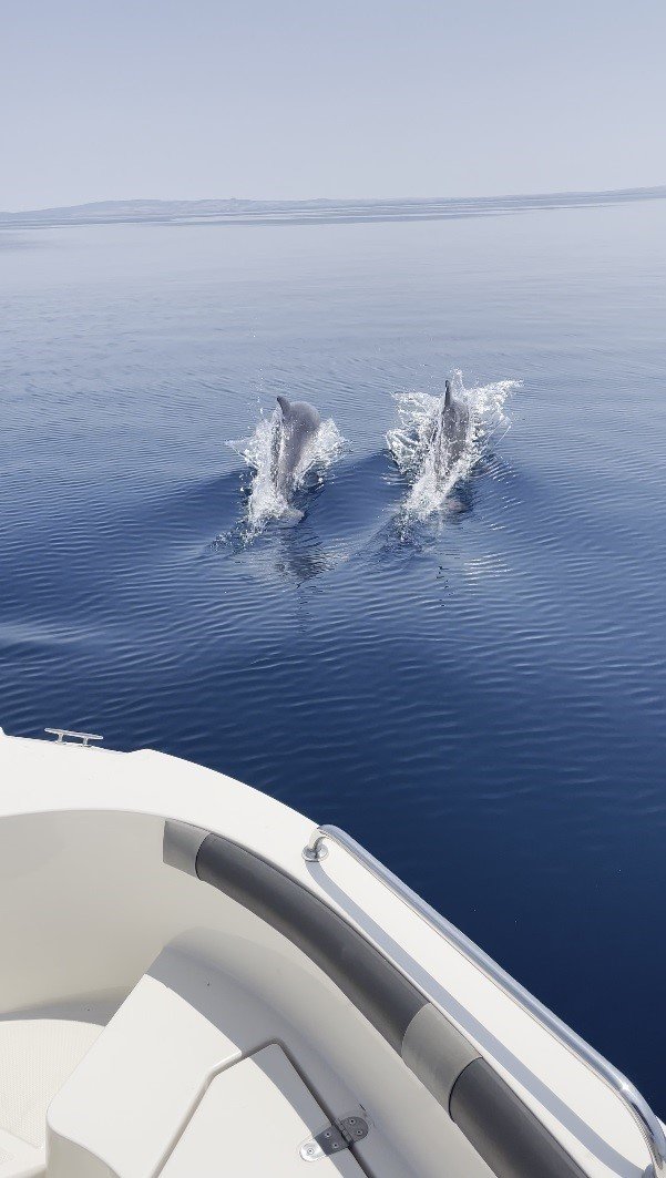 Saros Körfezi’nde yunuslar balıkçı teknesiyle yarıştı