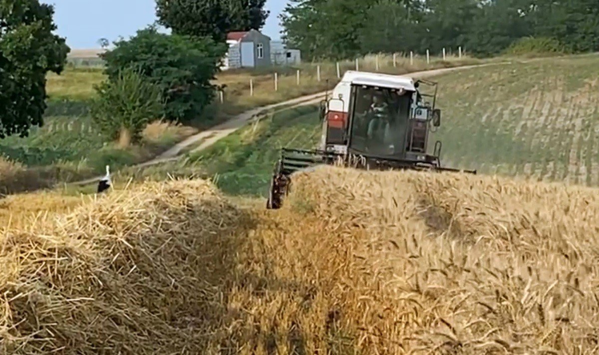 Çiftçi de leylekler de rızkının peşinde