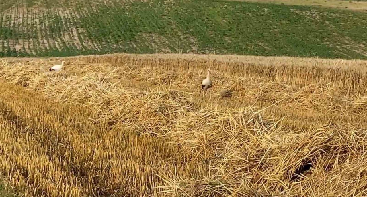 Çiftçi de leylekler de rızkının peşinde